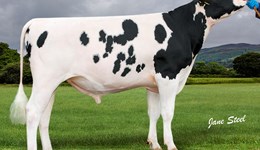 Choosing dairy bulls just got easier